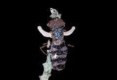 Ophiocordyceps dipterigena