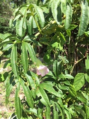 Ipomoea heterodoxa