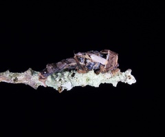 Ophiocordyceps dipterigena