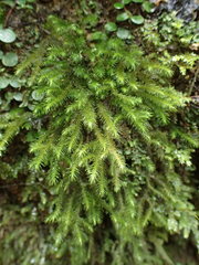 Echinodiopsis hispida