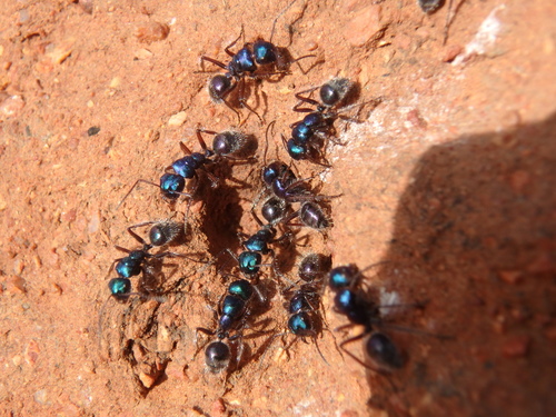 Calomyrmex splendidus mutansCalomyrmex splendidus mutans