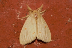 Euproctis rufopunctata