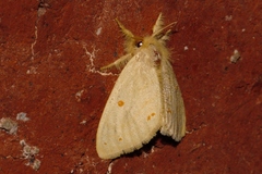 Euproctis rufopunctata