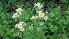 Erigeron philadelphicus philadelphicus