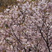 Prunus jamasakura - Photo (c) harum.koh, osa oikeuksista pidätetään (CC BY-SA), lähettänyt harum.koh