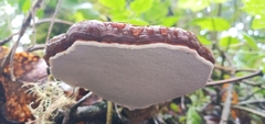 Ganoderma longistipitatum