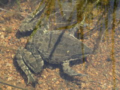 Pelophylax ridibundus