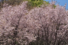 Prunus jamasakura