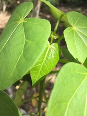 Jatropha gaumeri