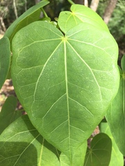 Jatropha gaumeri