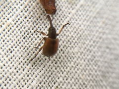 Tatianaerhynchites aequatus