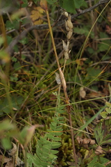 Oxytropis confusa