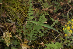 Oxytropis confusa