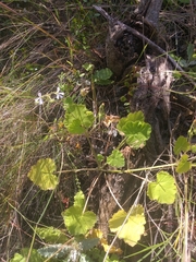 Pelargonium odoratissimum