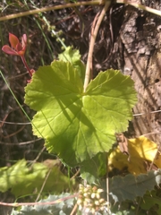 Pelargonium odoratissimum