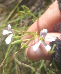 Pelargonium odoratissimum
