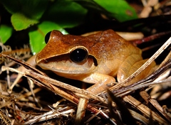 Pristimantis chiastonotus