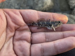 Bathygobius soporator