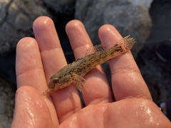 Bathygobius soporator