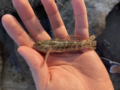 Bathygobius soporator