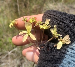 Pelargonium radulifolium