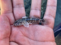 Bathygobius soporator