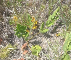 Pelargonium radulifolium