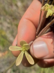 Pelargonium radulifolium