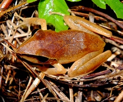 Pristimantis chiastonotus