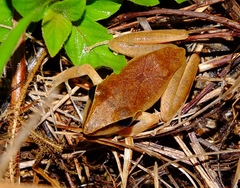 Pristimantis chiastonotus