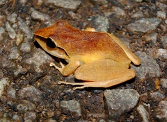 Pristimantis chiastonotus