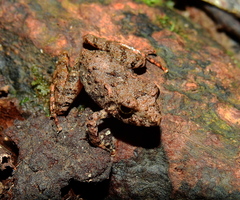 Pristimantis gutturalis