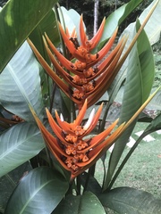 Heliconia angusta