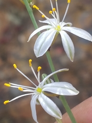 Chlorophytum crispum