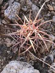 Homalocephala polycephala