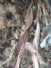 Chlorophytum crispum