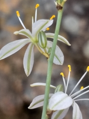 Chlorophytum crispum