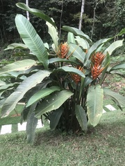 Heliconia angusta