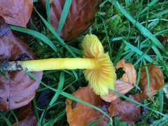 Hygrocybe quieta