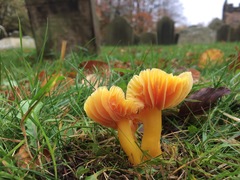 Hygrocybe quieta