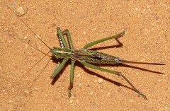 Clonia melanoptera