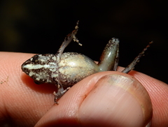 Pristimantis gutturalis