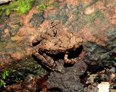 Pristimantis gutturalis