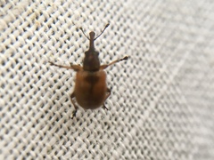 Tatianaerhynchites aequatus