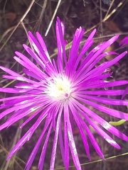 Lampranthus coralliflorus
