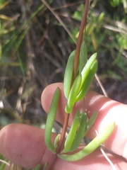 Lampranthus coralliflorus