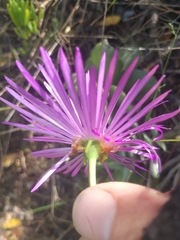 Lampranthus coralliflorus