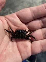 Pachygrapsus transversus