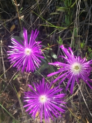 Lampranthus coralliflorus