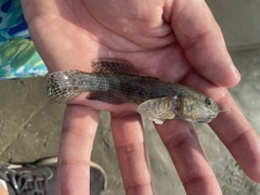 Bathygobius soporator